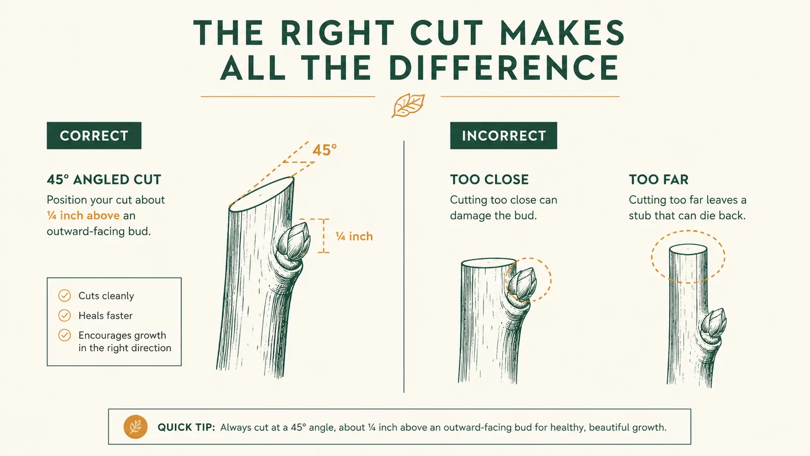 Diagram showing correct 45-degree pruning cut angle above a bud versus a flat incorrect cut